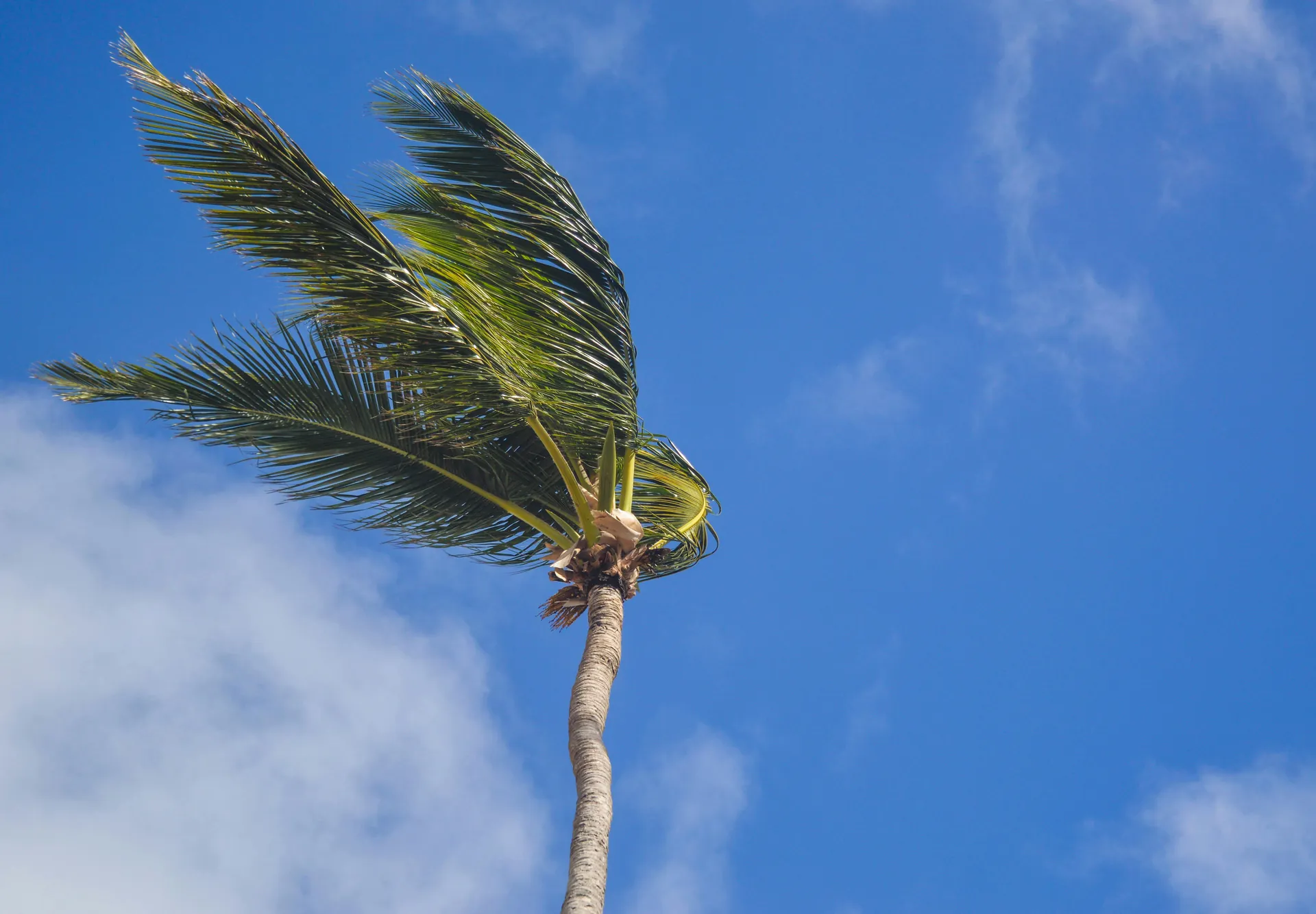 Tropical palm tree swaying in the wind under a clear blue sky, creating a serene summer vibe.