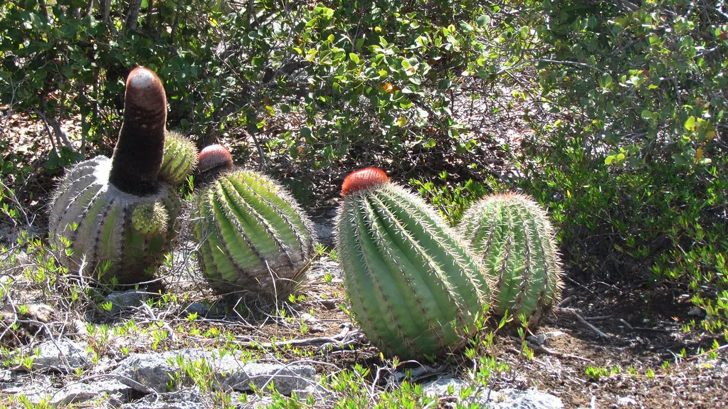 Turks Cap Cactus